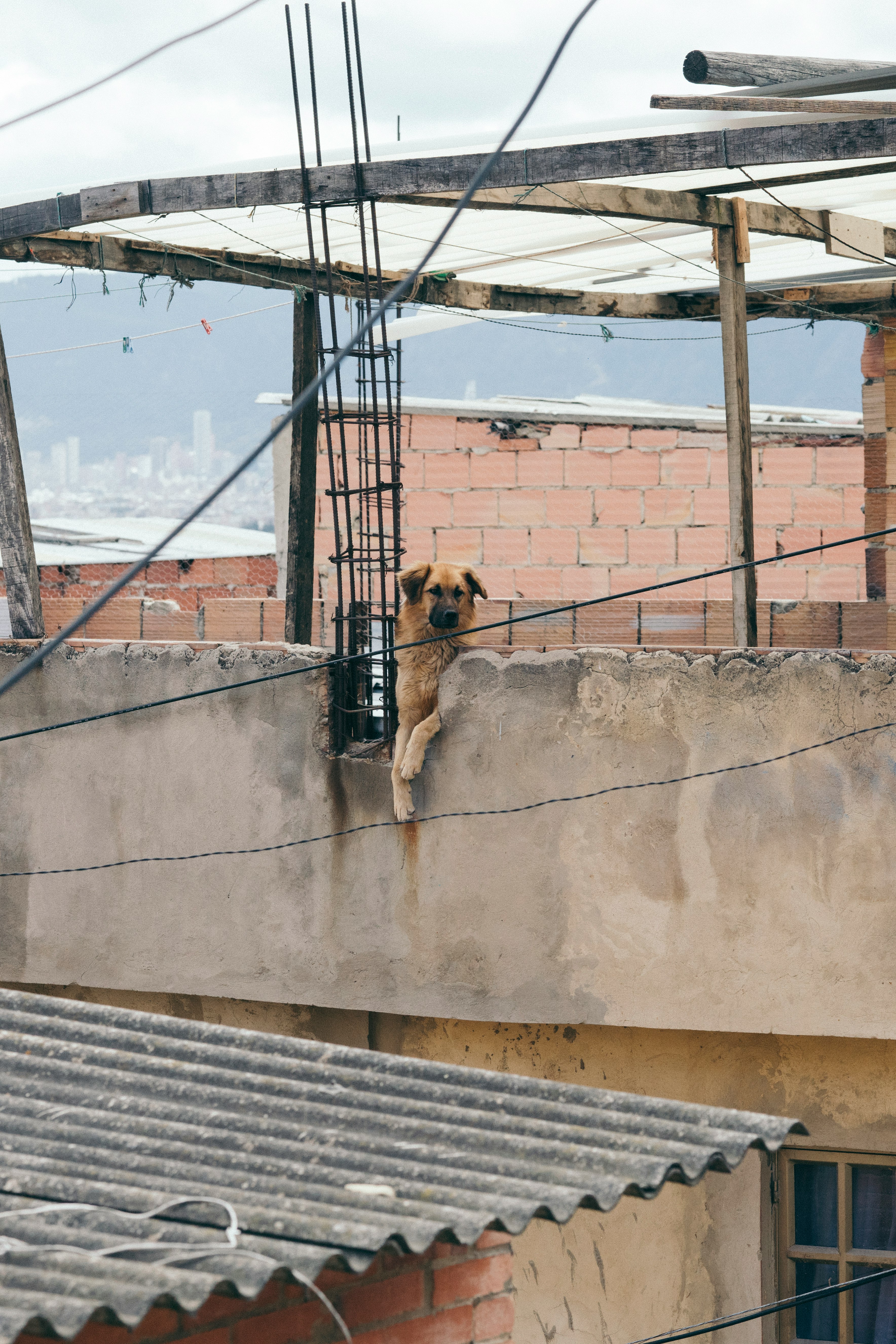 short-coated brown dog near black steel bars